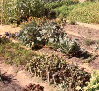 
A lush garden, properly fertilized, simply doesn't attract insects.
